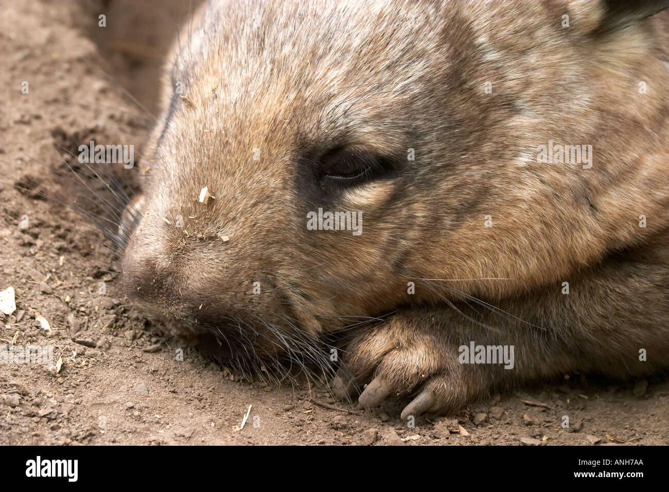 Southern Hairy Nosed Wombat Australia Lasiorhinus latrifrons Stock Photo