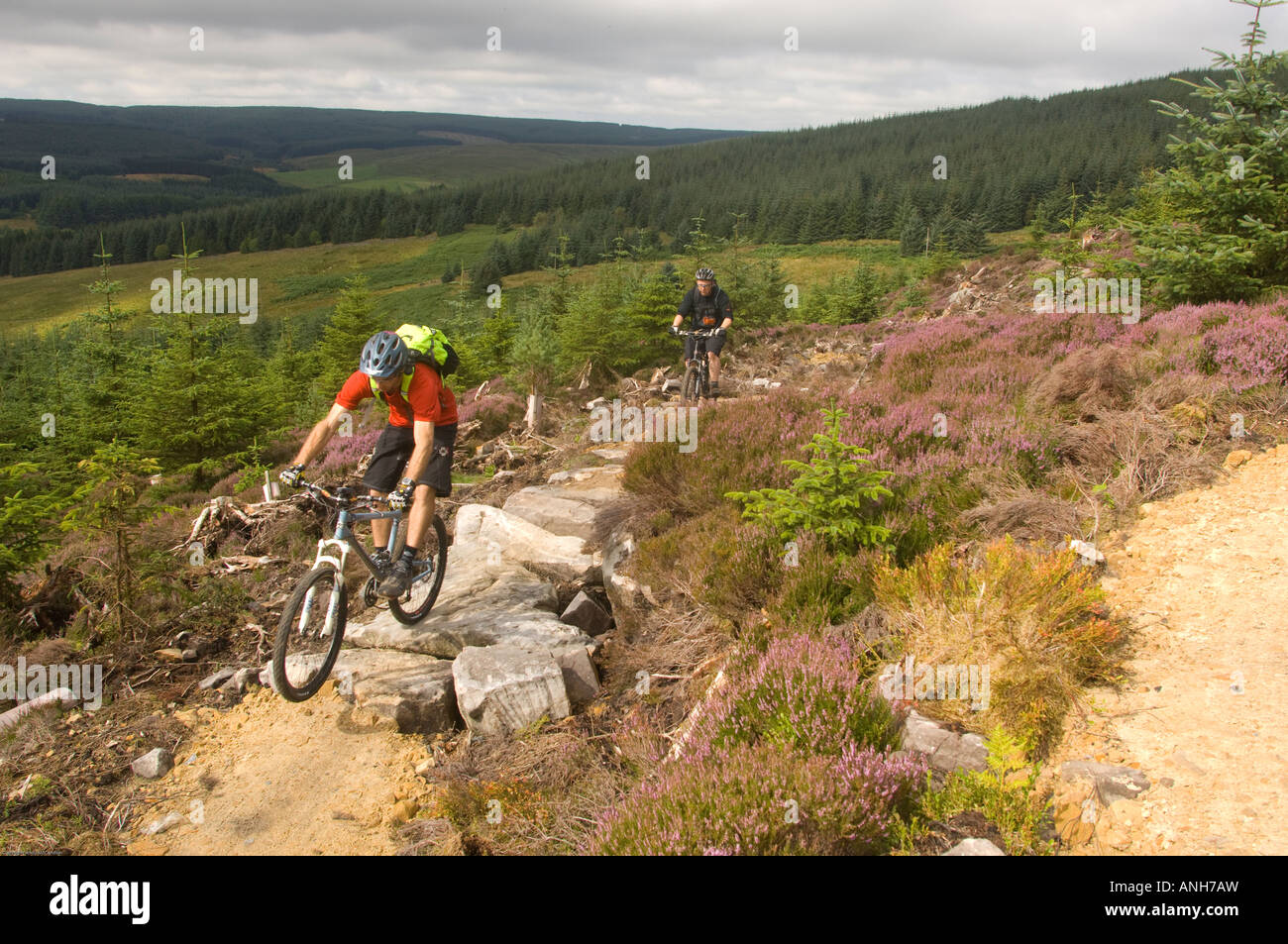 Riders mountain bike the man made trails in Kielder Forest near the