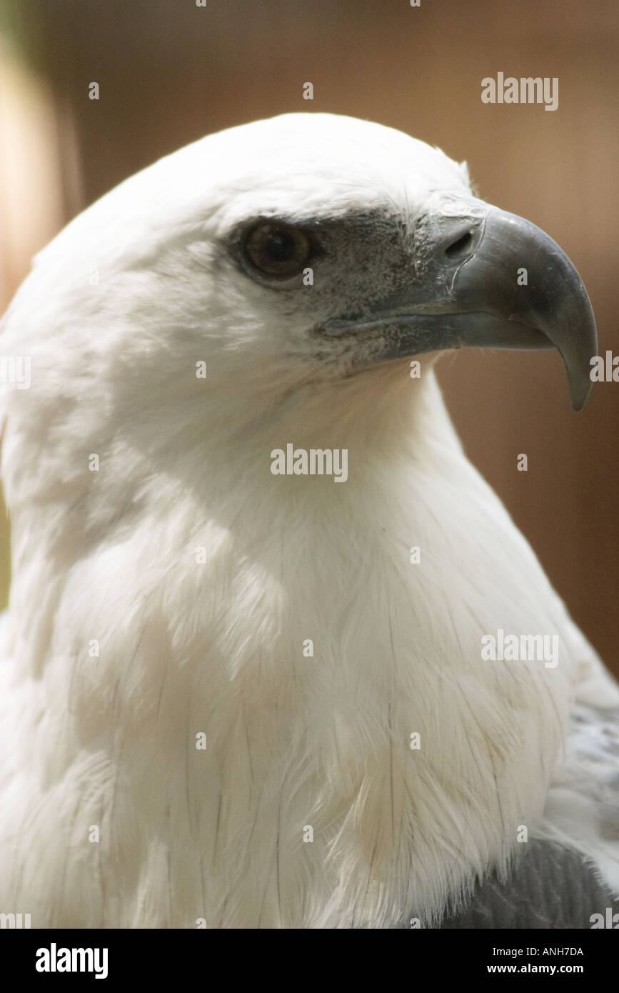 Australian sea eagles hi-res stock photography and images - Alamy