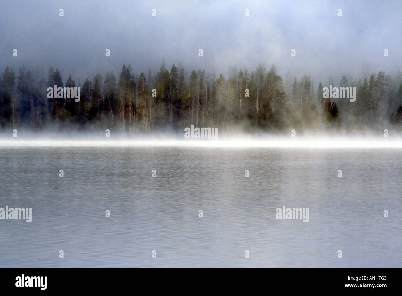 Forest Across Yellowstone Lake, Covered in Early Morning Mist, Yellowstone National Park Stock Photo