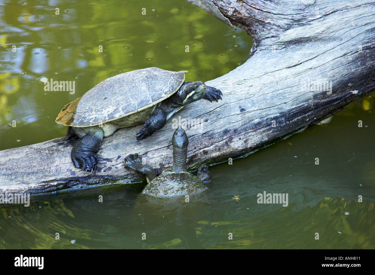 Freshwater Turtles Stock Photo - Alamy
