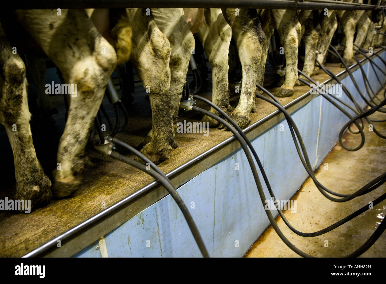 Cows are attached to milking equipment at a dairy farm in the Scottish Borders Stock Photo