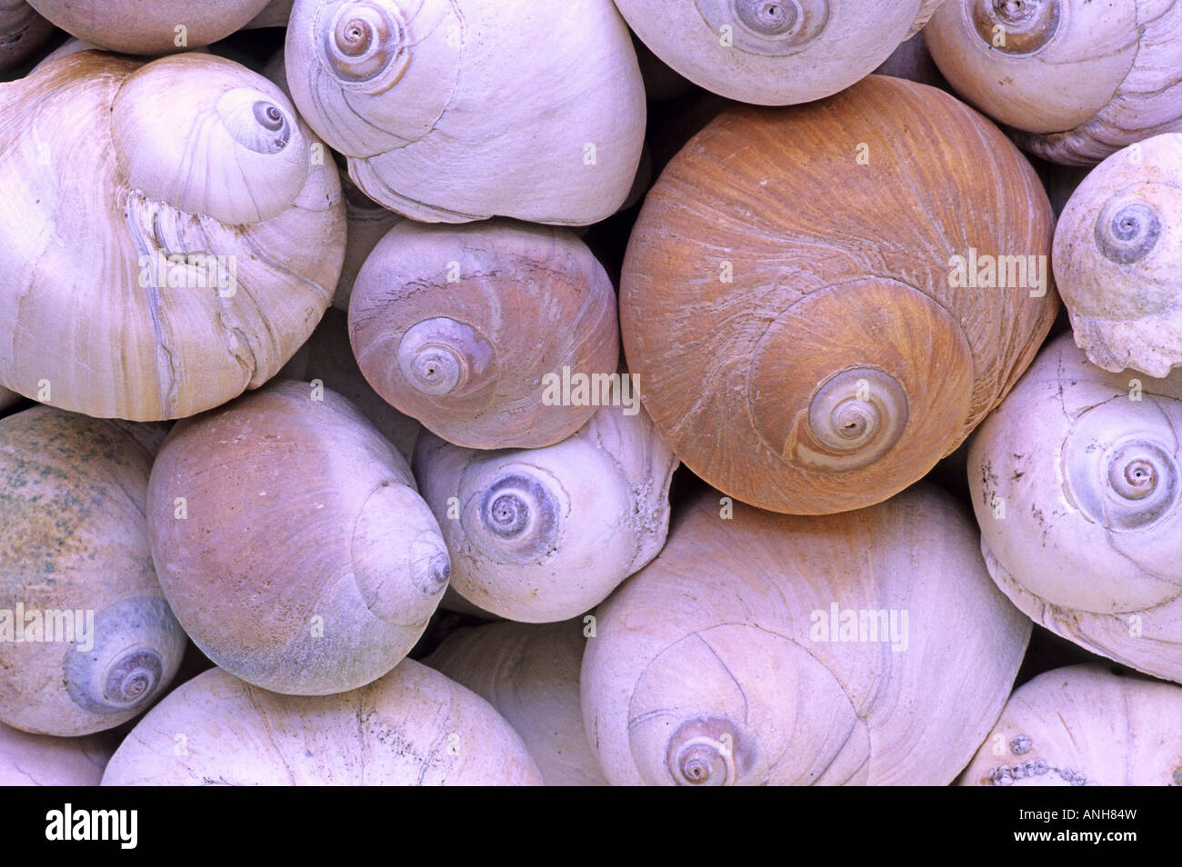 Moonsnails hires stock photography and images Alamy