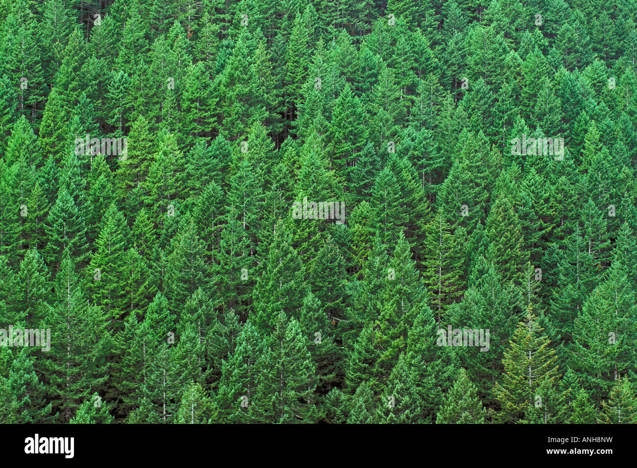 Planted Douglas fir forest, Pacific Coast, British Columbia, Canada ...