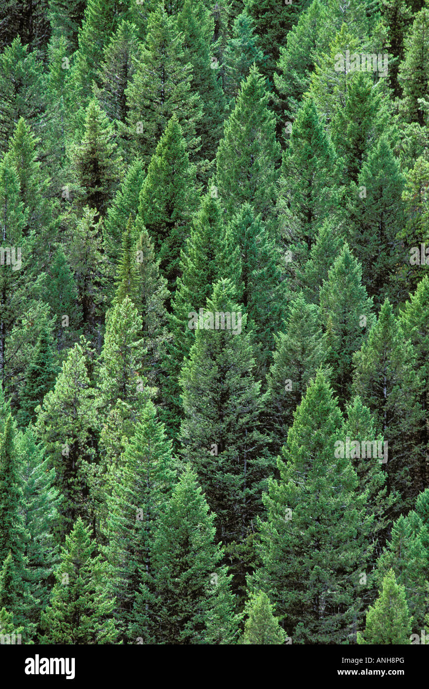 Fir Forest. Rocky mountains Kootenay National Park, British Columbia, Canada. Stock Photo