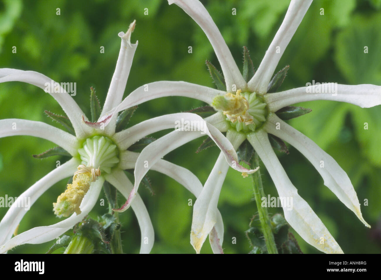 Michauxia tchihatchewii Close up of white flower. Stock Photo