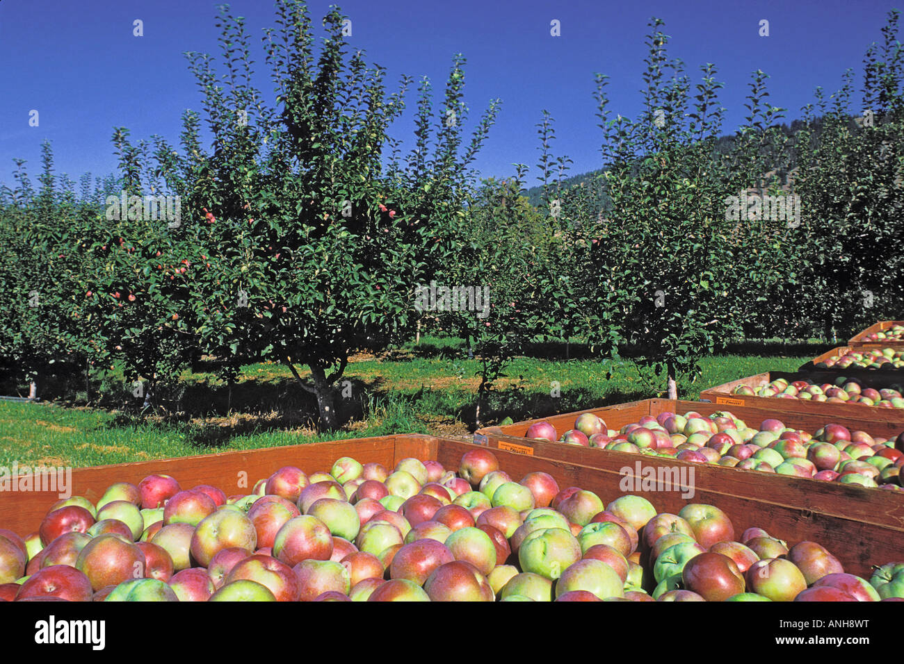 Apples bins orchard harvest hires stock photography and images Alamy