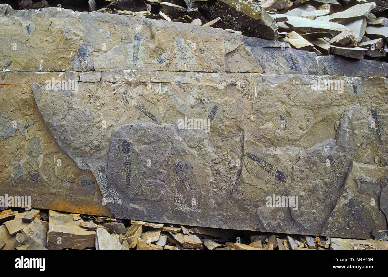 Burgess Shale Fossils, Yoho National Park, British Columbia, Canada
