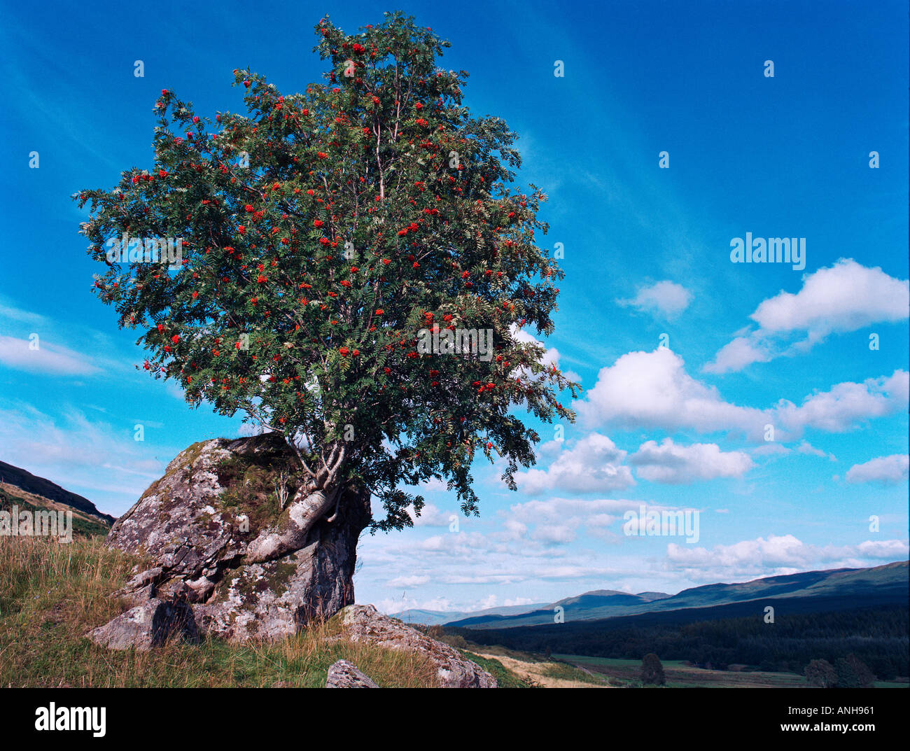 Rowan Treesize Rowan tree scotland hi-res stock photography and images - Alamy