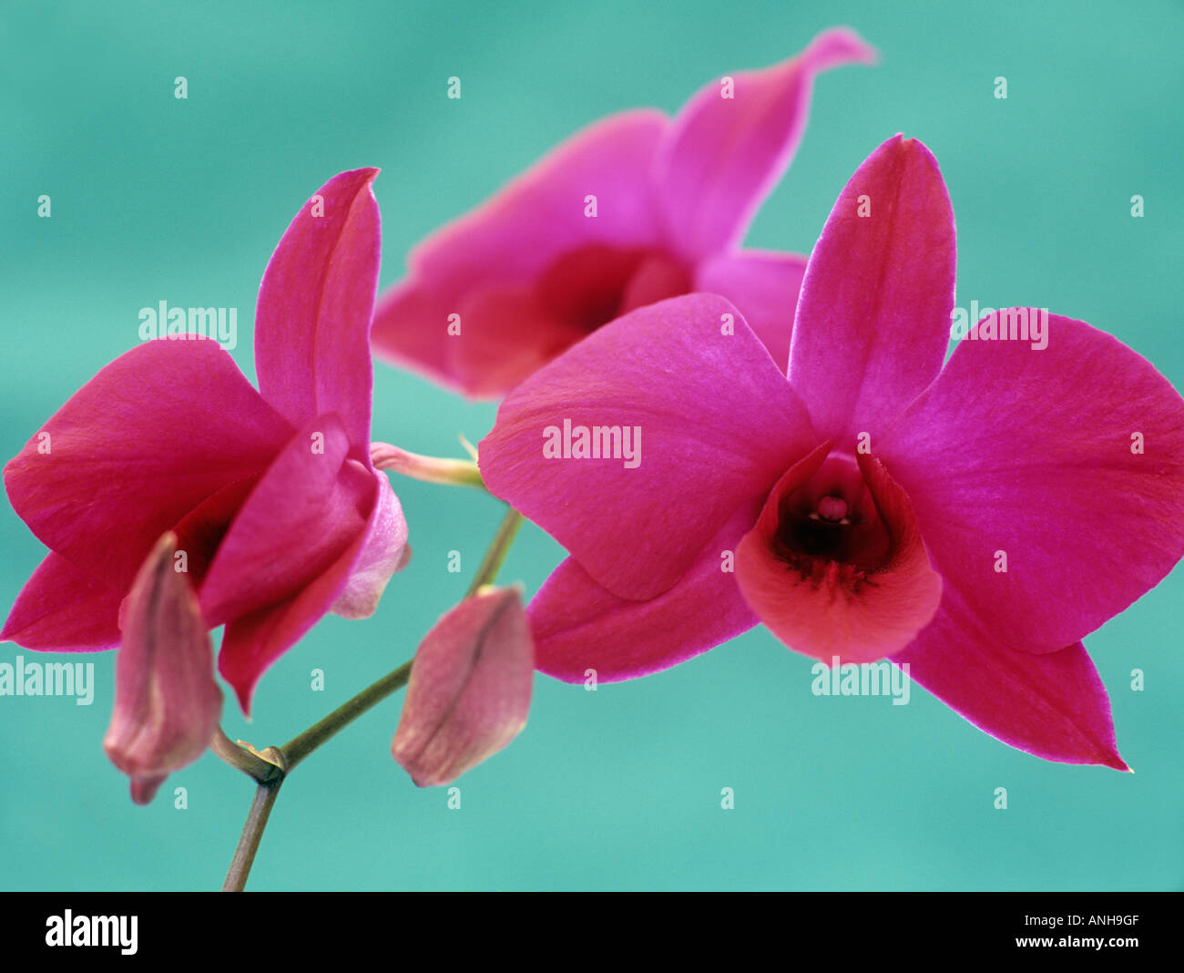 ORCHID FLOWERS Dendrobium phalaenopsis purple flowers in close up against pale green background Stock Photo