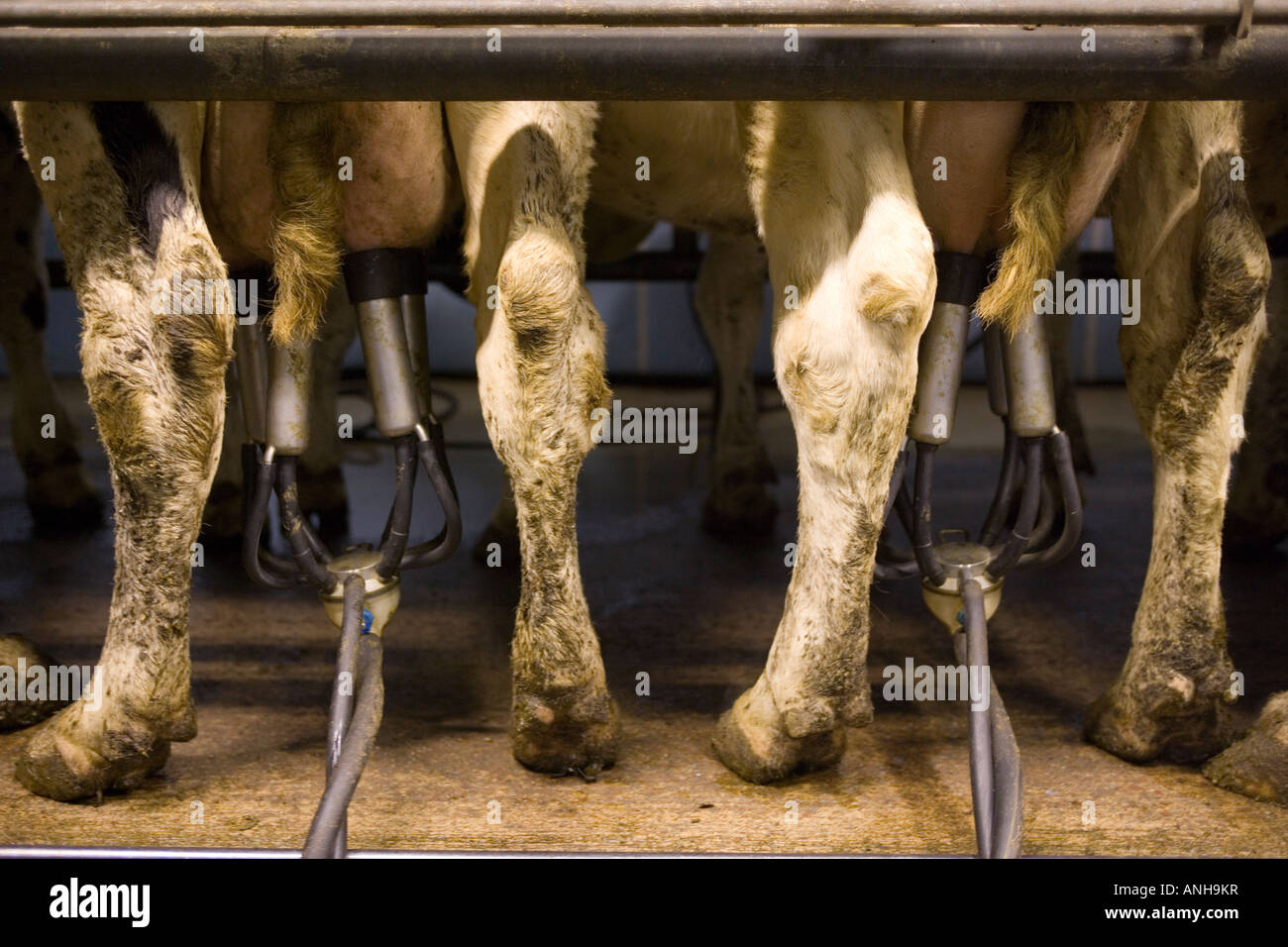 Cows are attached to milking equipment at a dairy farm in the Scottish Borders Stock Photo