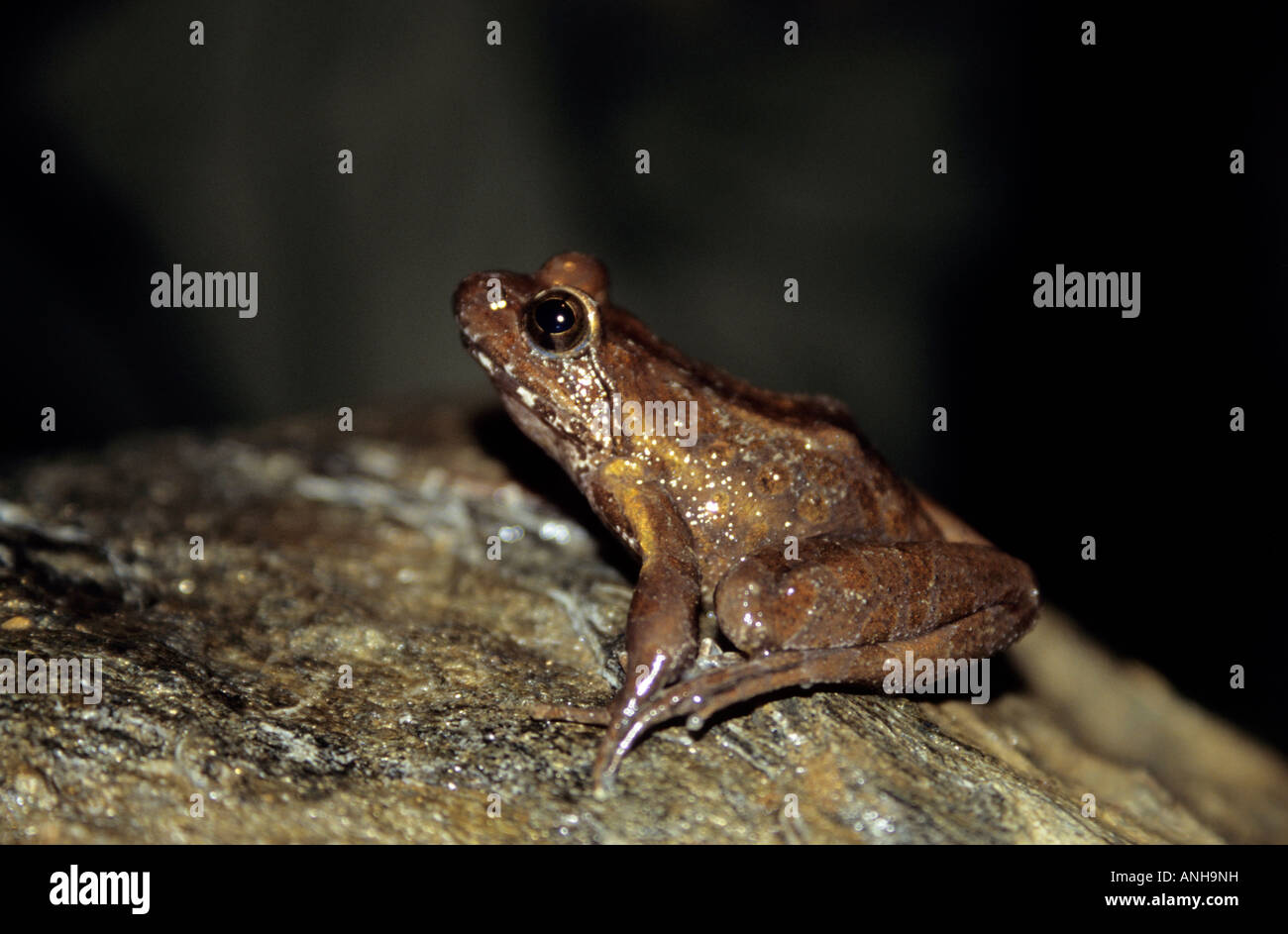 Carpenter Frog, Rana virgatipes at Eagle Nest Wildlife Sanctuary 