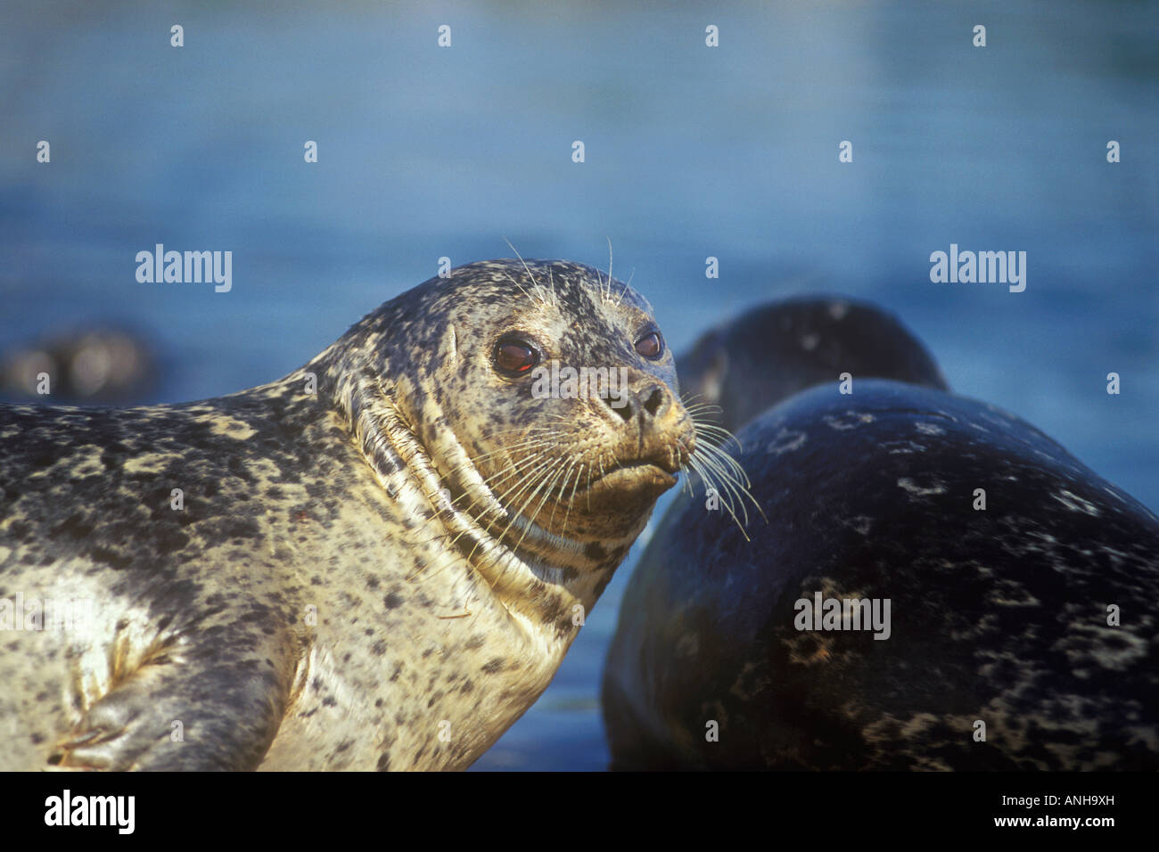 Pacific Harbour Seals (Phoca vitulina richardii), British Columbia, Canada. Stock Photo