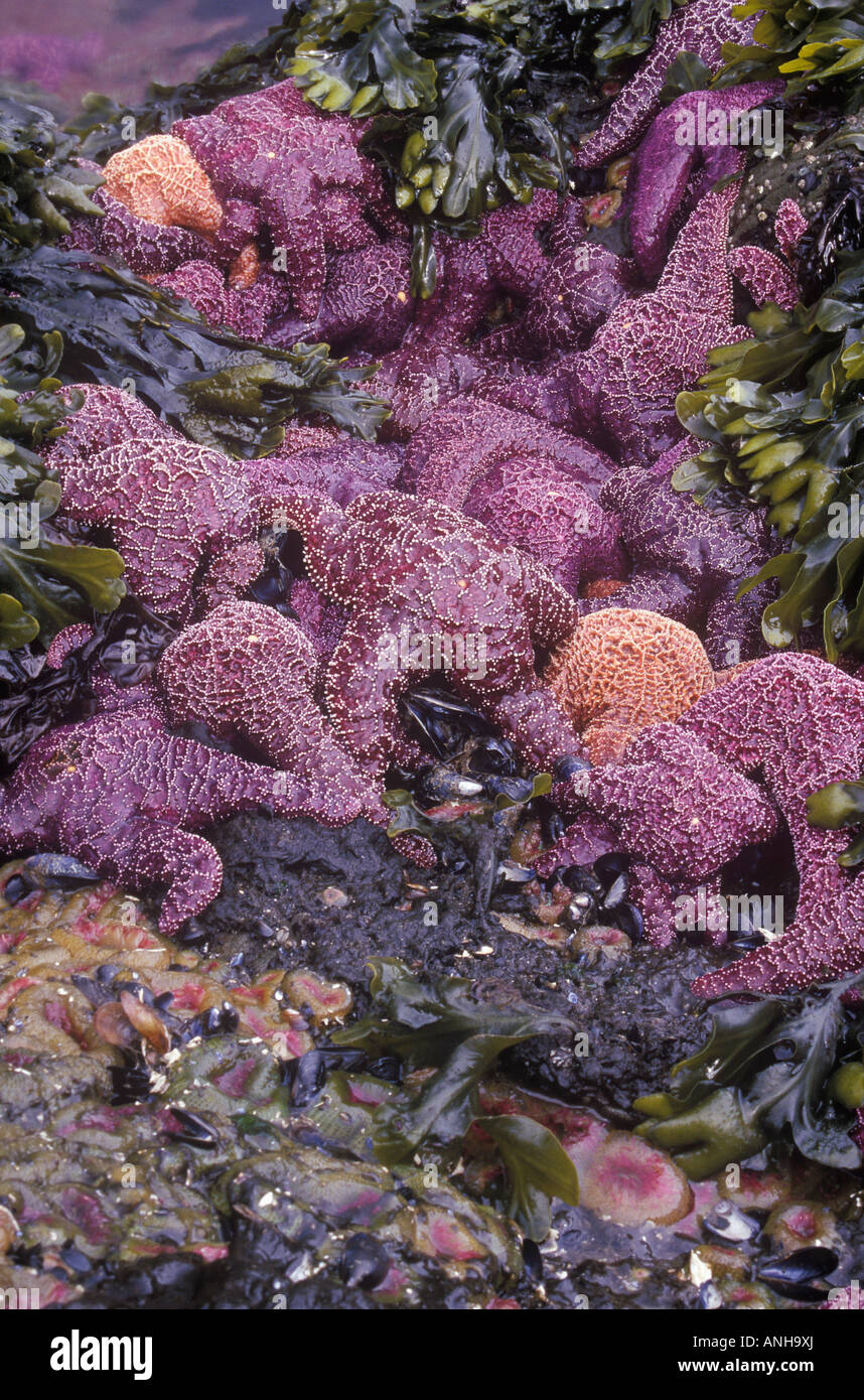 Purple and Ochre sea stars in the inter tidal zone, British Columbia, Canada. Stock Photo