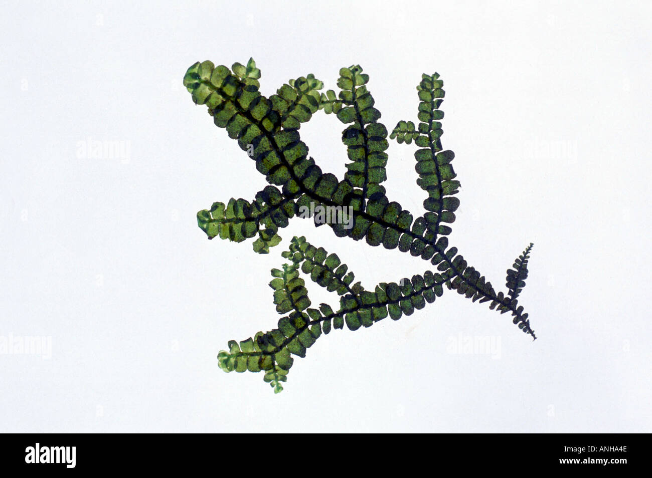 Porella a liverwort Photomacrography of a leafy liverwort Stock Photo