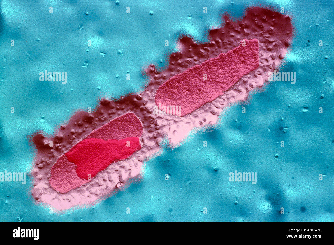 Escherichia Coli (e Coli)Electron Micrograph SEM of e coli A gram negative bacteria Stock Photo