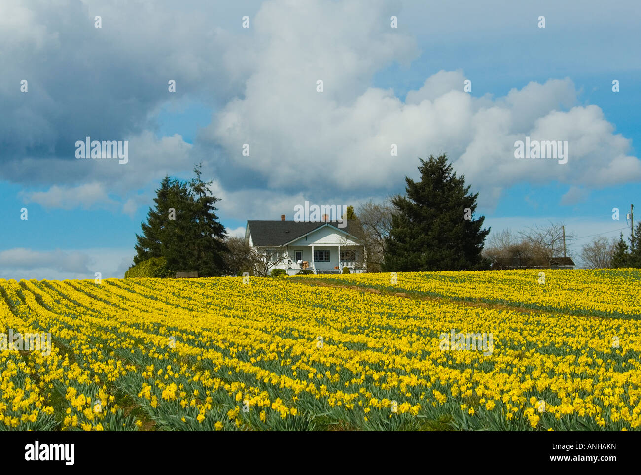 Daffodil farm, Vancouver Island, British Columbia, Canada Stock Photo