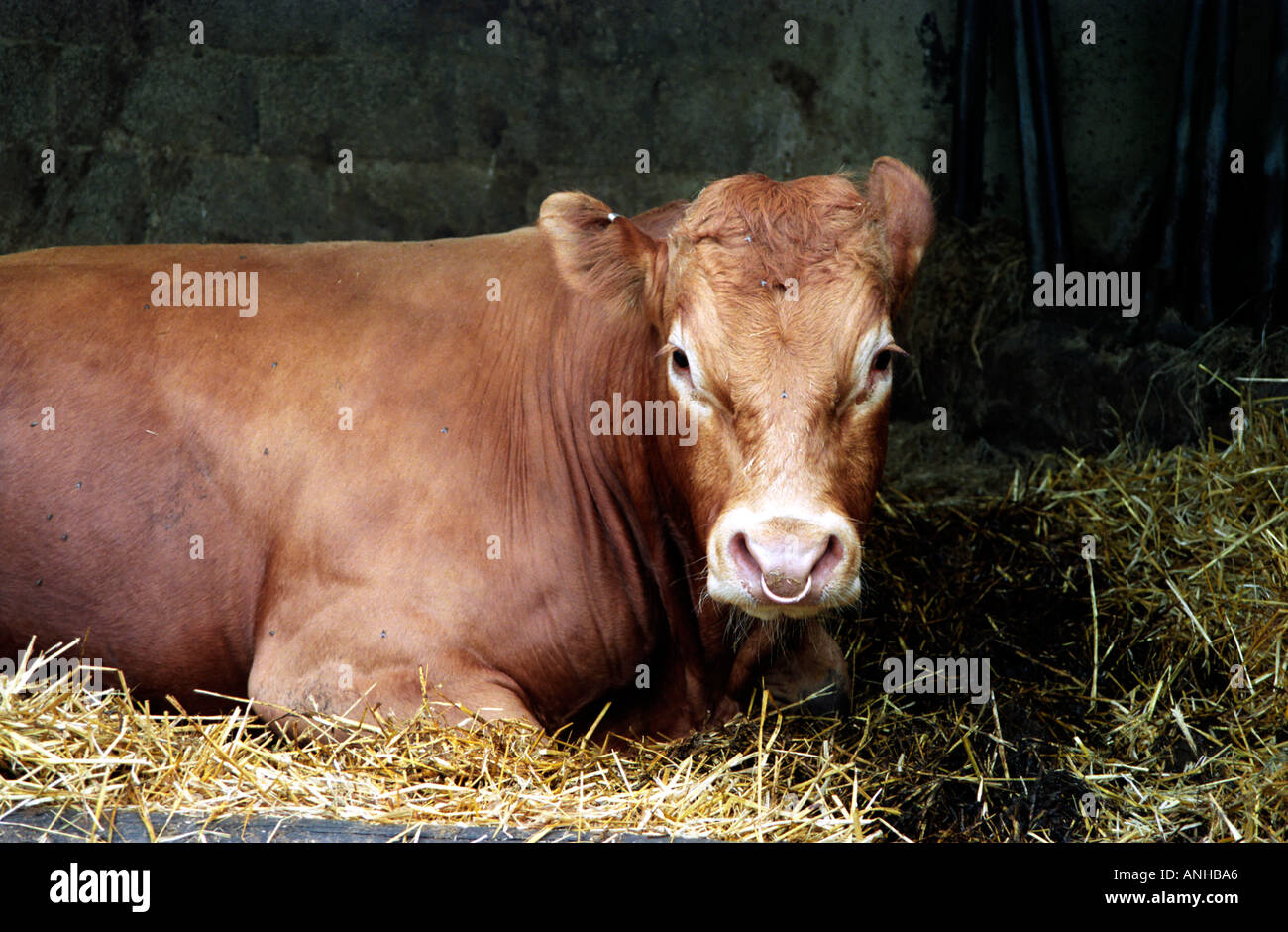A bull lies on a bed of straw and stares back at the camera Stock Photo