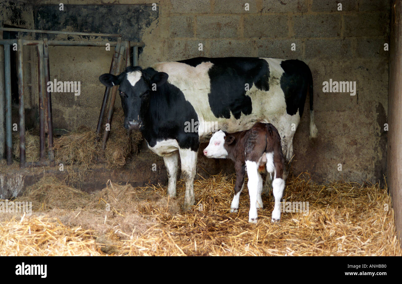 Mother and newly born calf on a bed of straw in a farm stable Stock Photo
