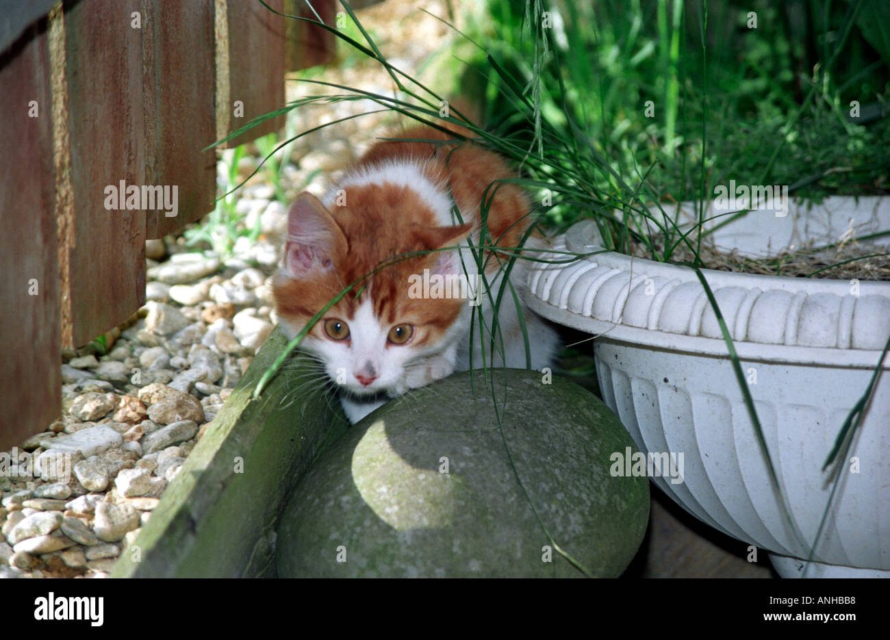Curious kitten hiding behind a pebble and flowerpot Stock Photo