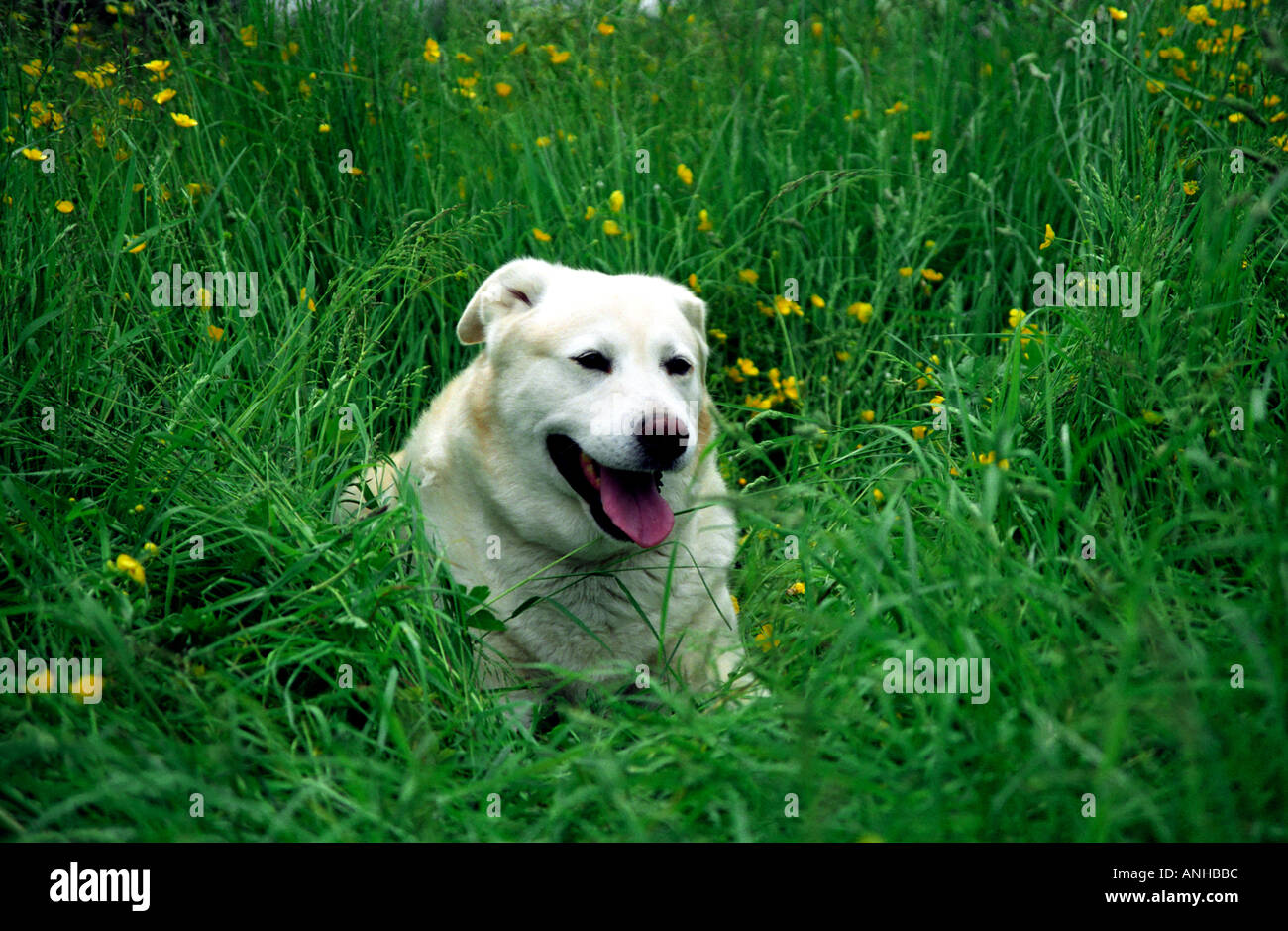 Labrador and Husky cross bred dog in buttercup meadow Stock Photo