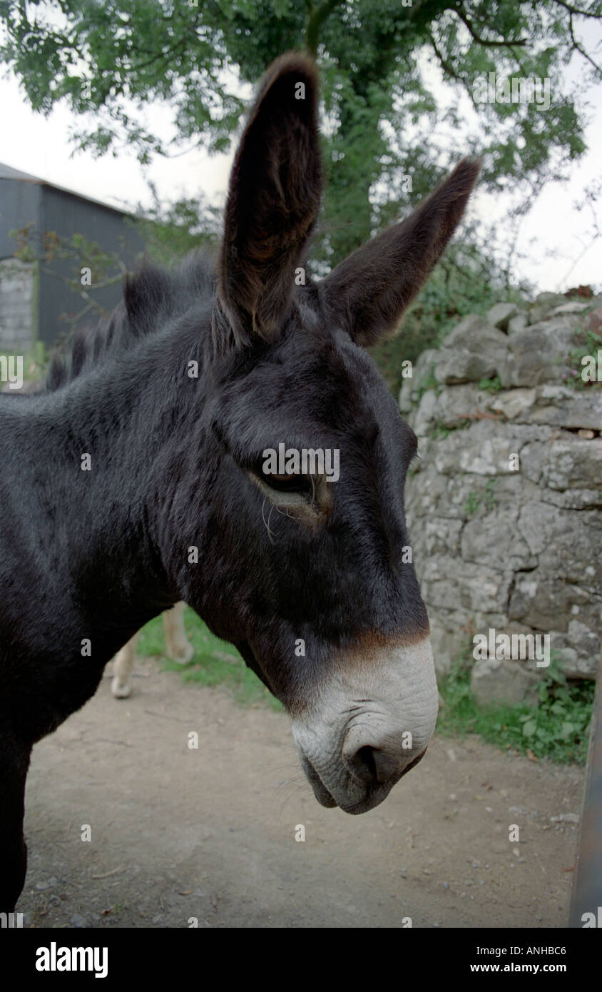 Close up of a donkey's head Stock Photo