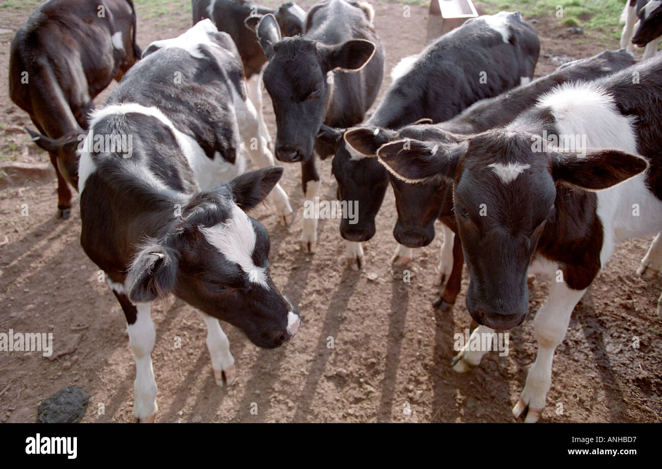 A small herd of calves investigating something puzzling Stock Photo