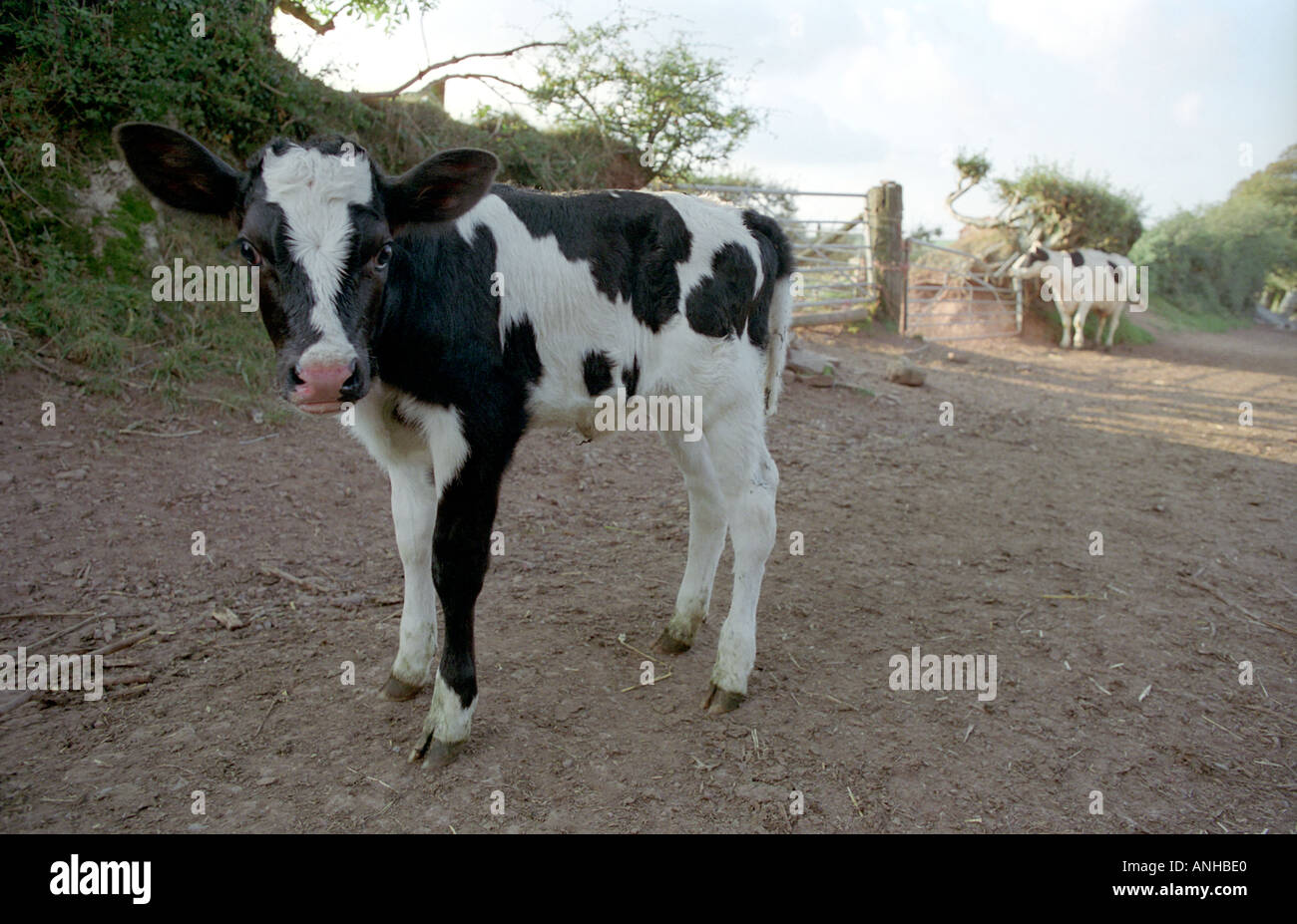 A curious calf under the watchful eye of its protective mother in the background Stock Photo
