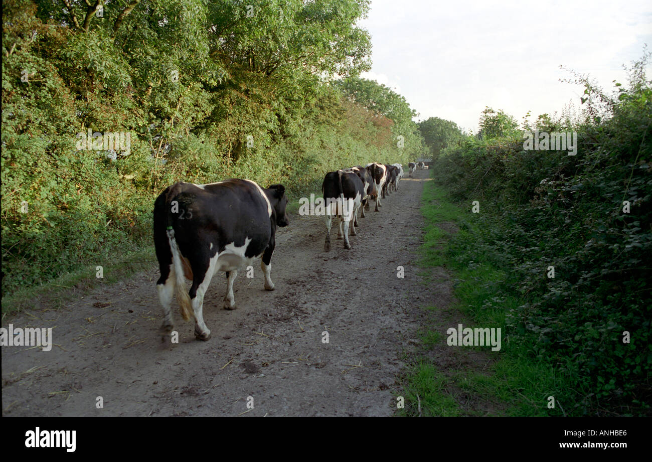 A line of cows processing along a country lane on their way to the milking sheds Stock Photo