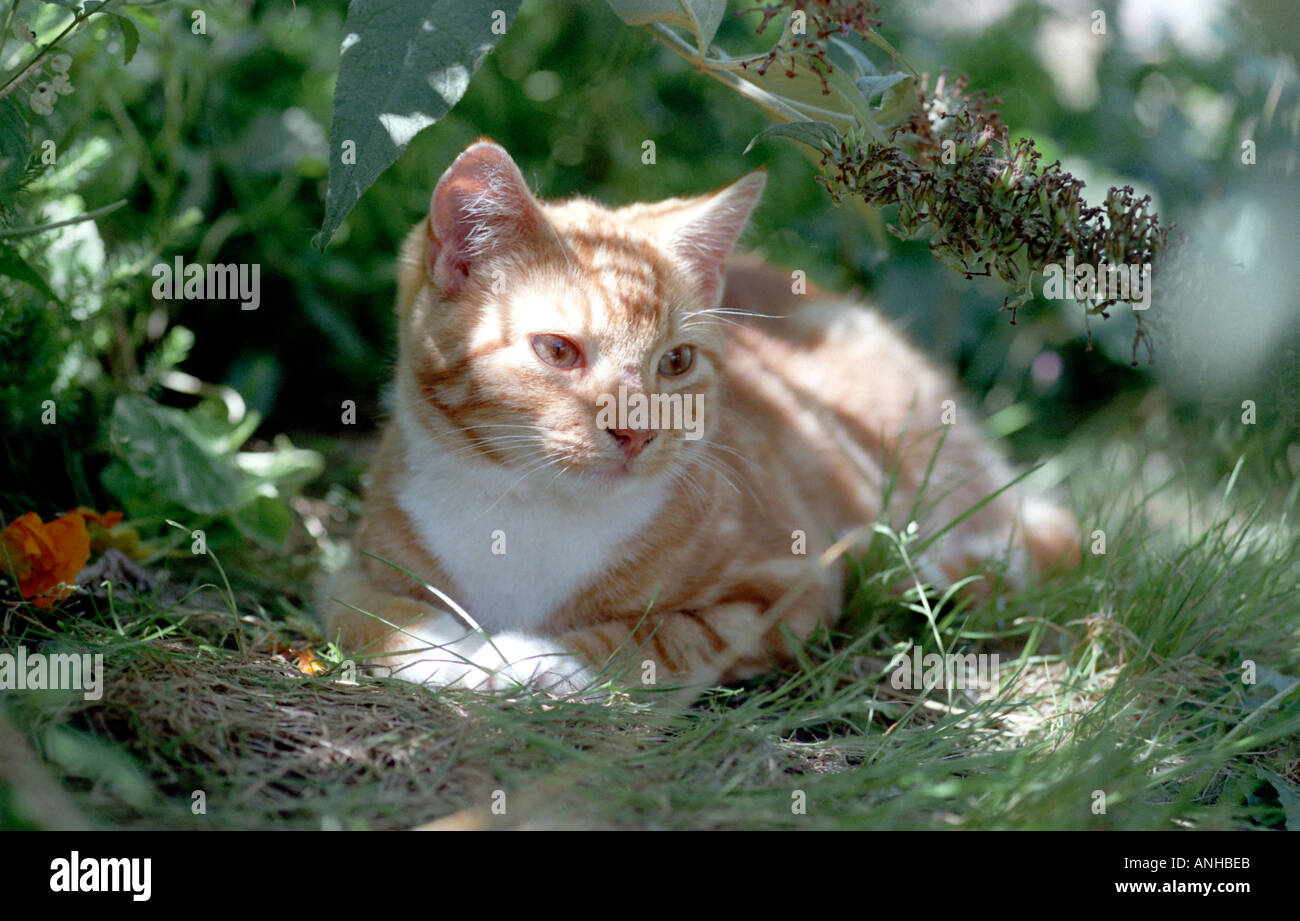 A kitten resting in dappled shade Stock Photo