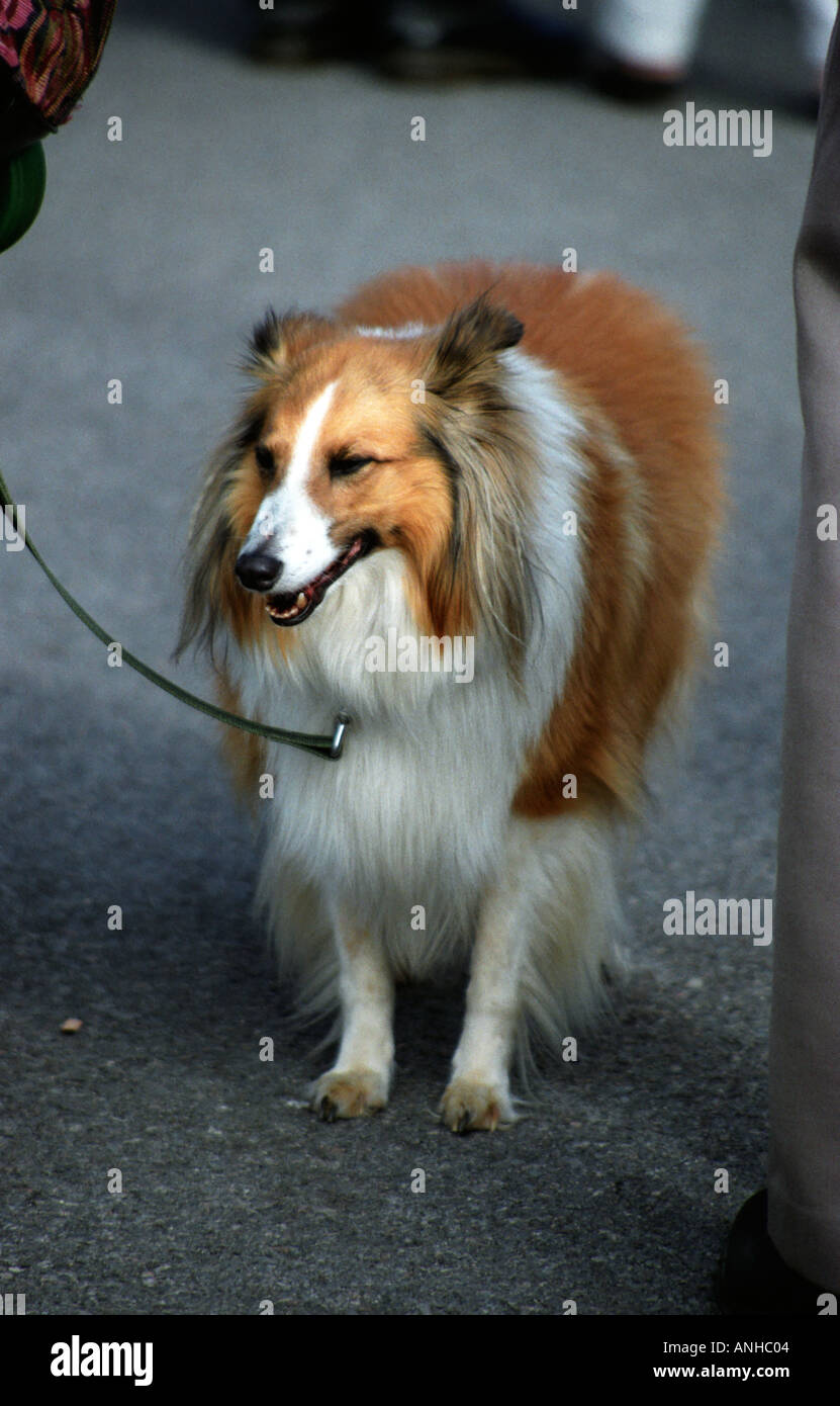 Shetland sheepdogs on a lead in a car park Stock Photo