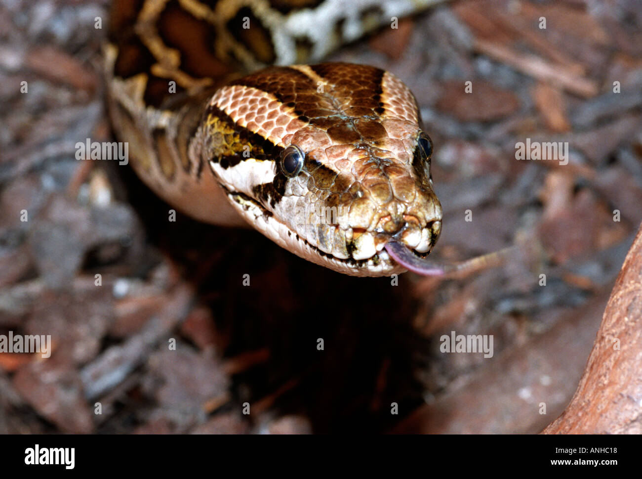 Fearsome looking constricting snake with forked tongue Stock Photo
