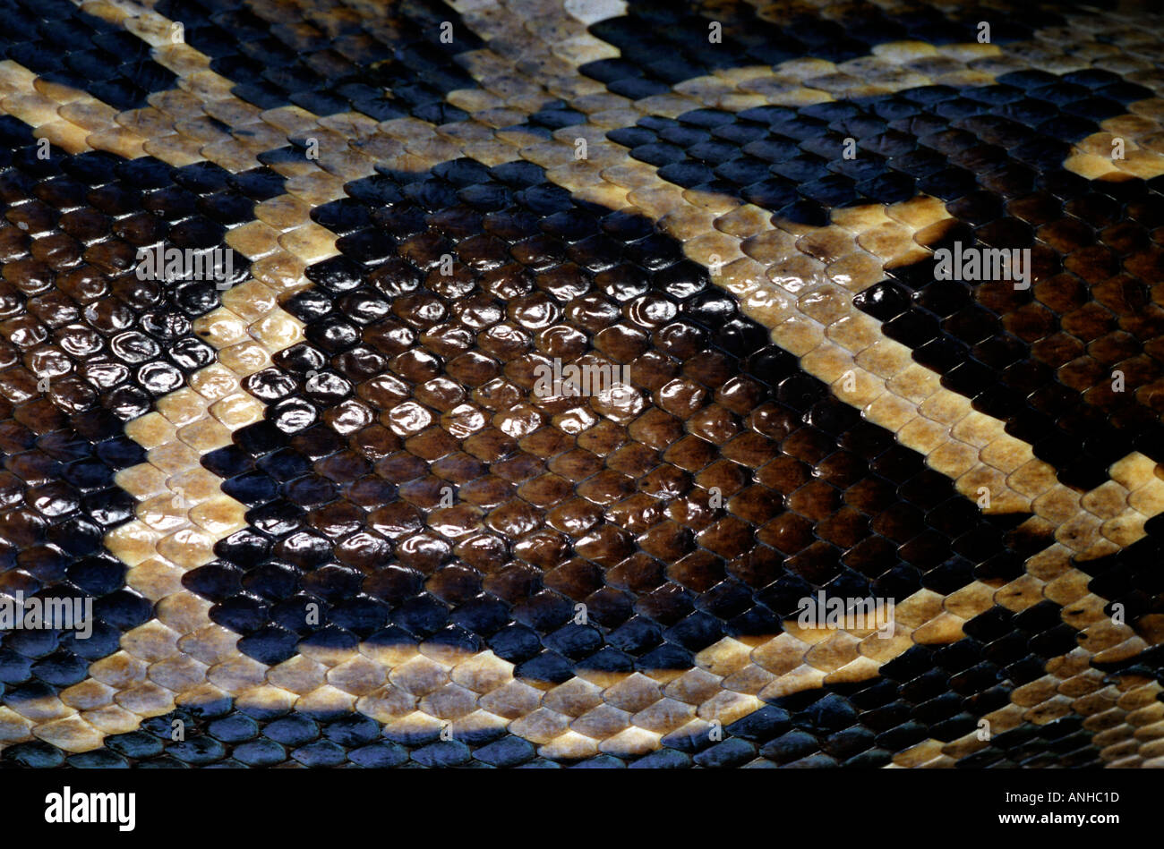 Close up of a snake s scaled and patterned skin Stock Photo