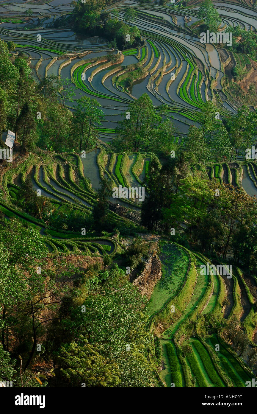 rise terrace in China Yunnan Yunyang Stock Photo Alamy