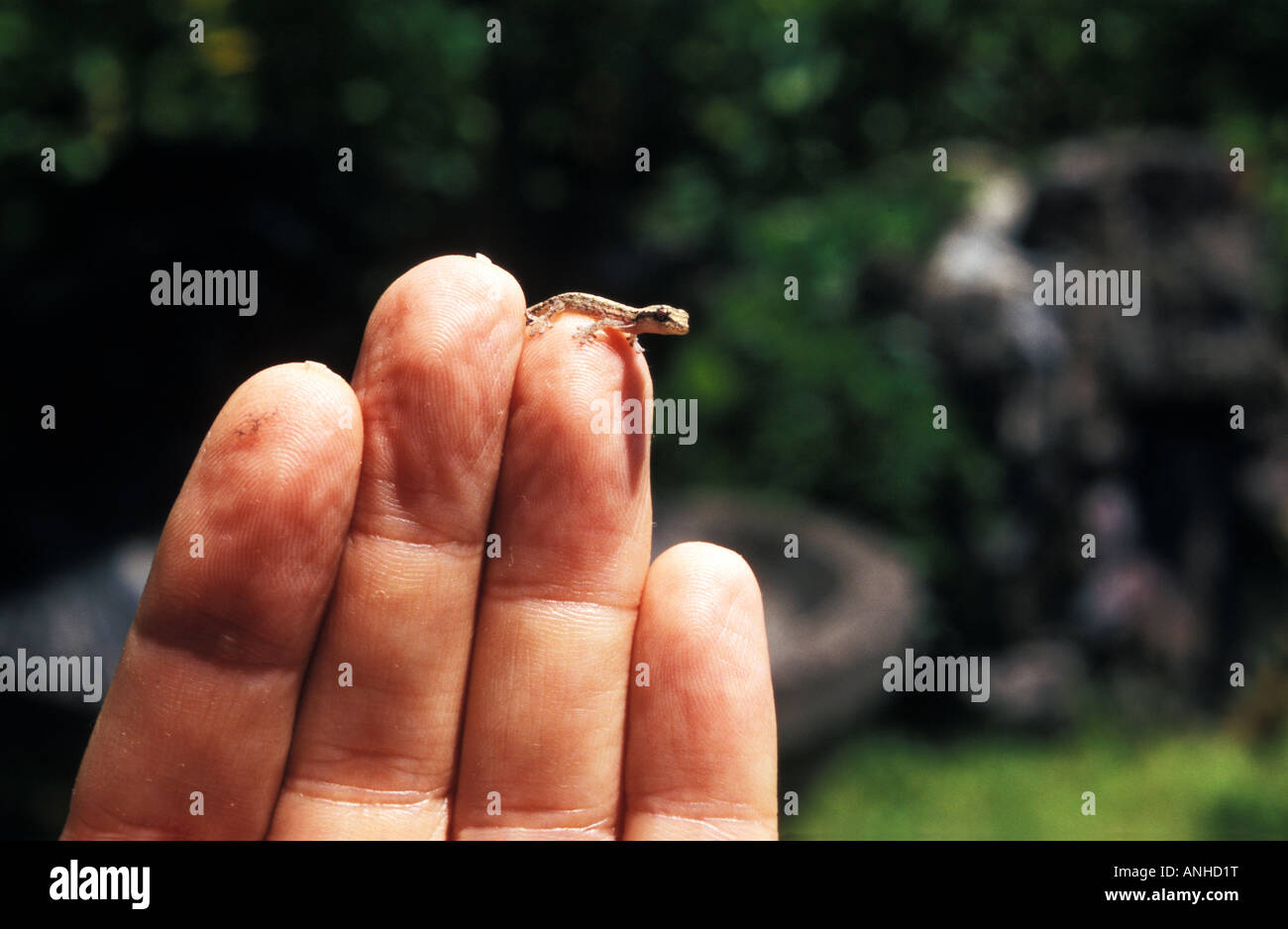 small lizard on hand, kuta, bali, indonesia Stock Photo