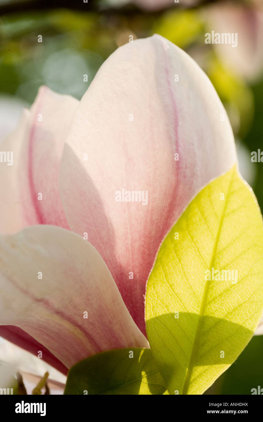 Lilac and magnolia trees hi-res stock photography and images - Alamy