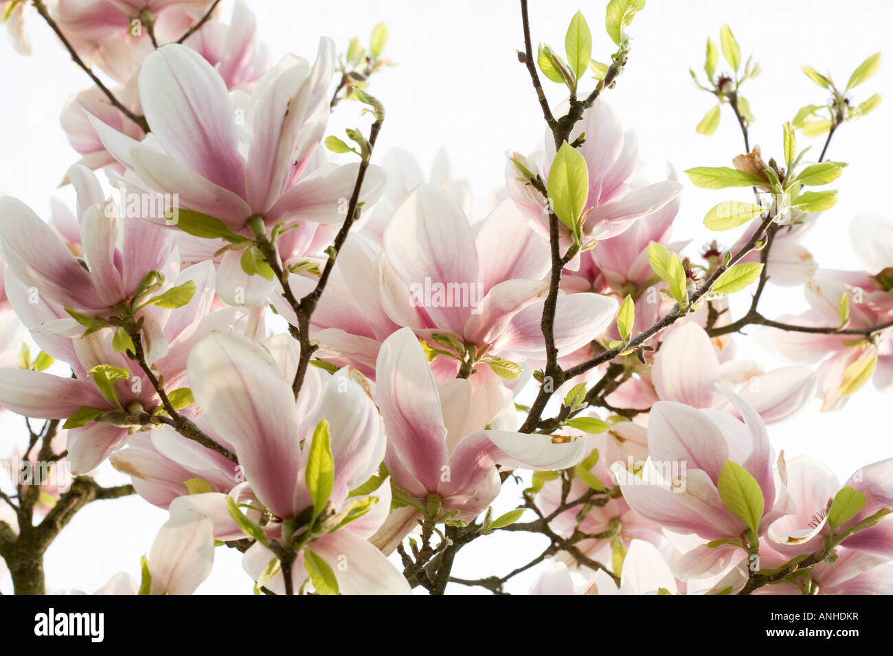 Lilac and magnolia trees hi-res stock photography and images - Alamy