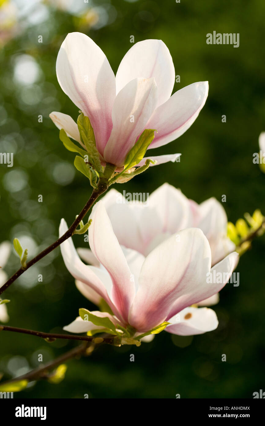 Lilac and magnolia trees hi-res stock photography and images - Alamy