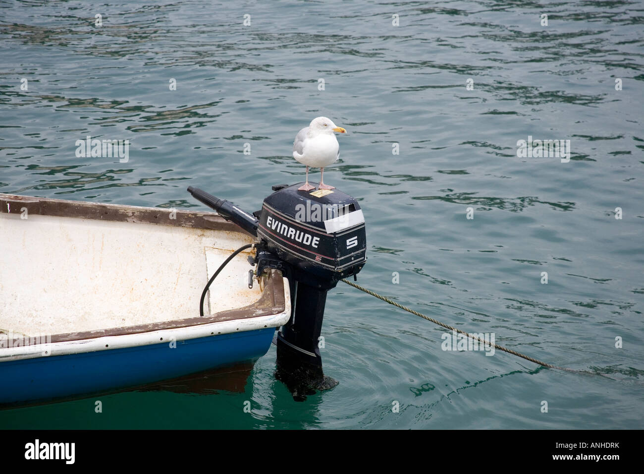 Seagull perching on a outboard boat motor . St Mawes Cornwall England