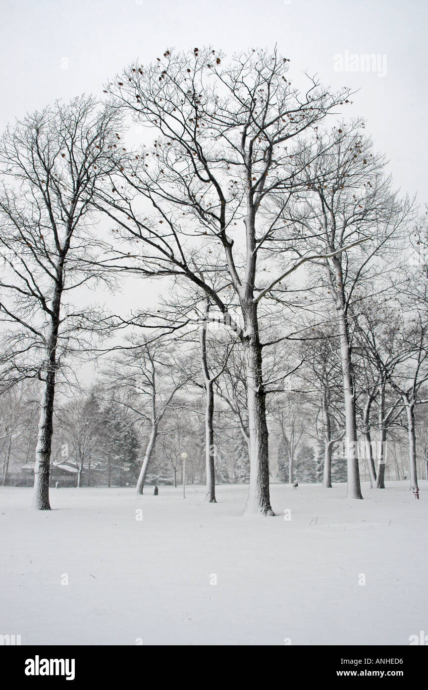 Winter scene with wet snow stick to trees at Port Huron Michigan Stock Photo