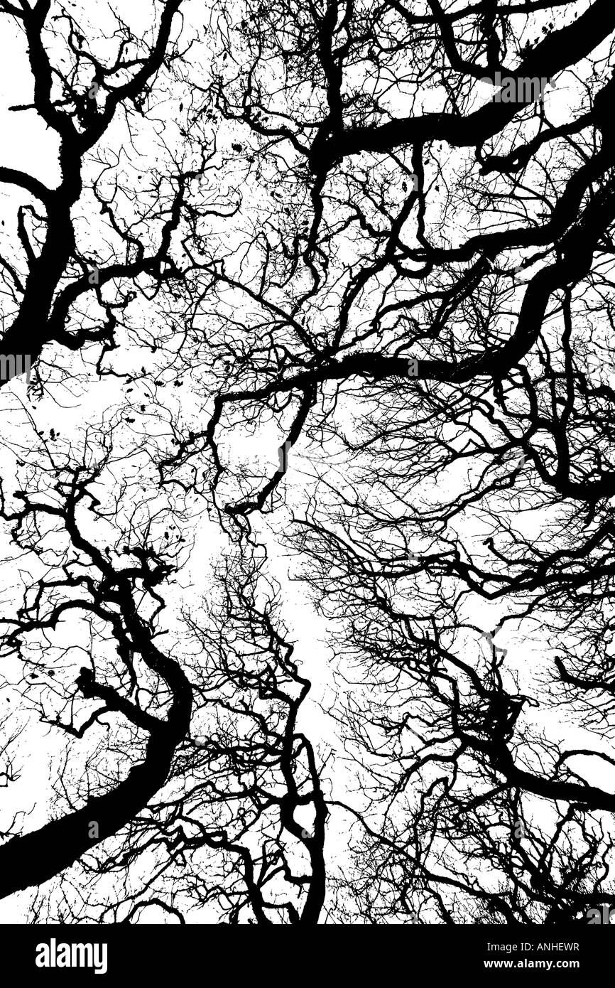 Sessile oak branches Stock Photo
