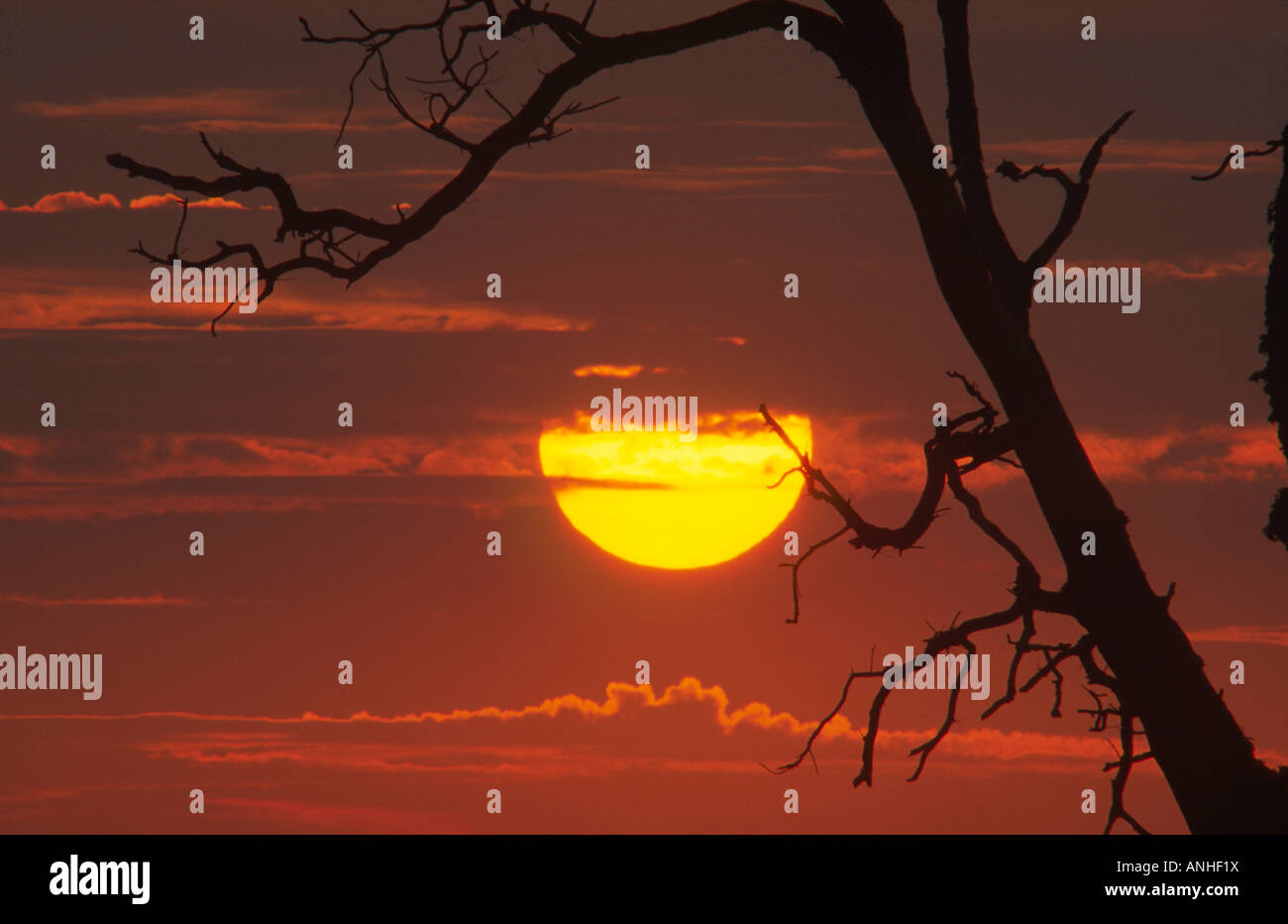 Silhouette of Tree at Sunset Stock Photo - Alamy