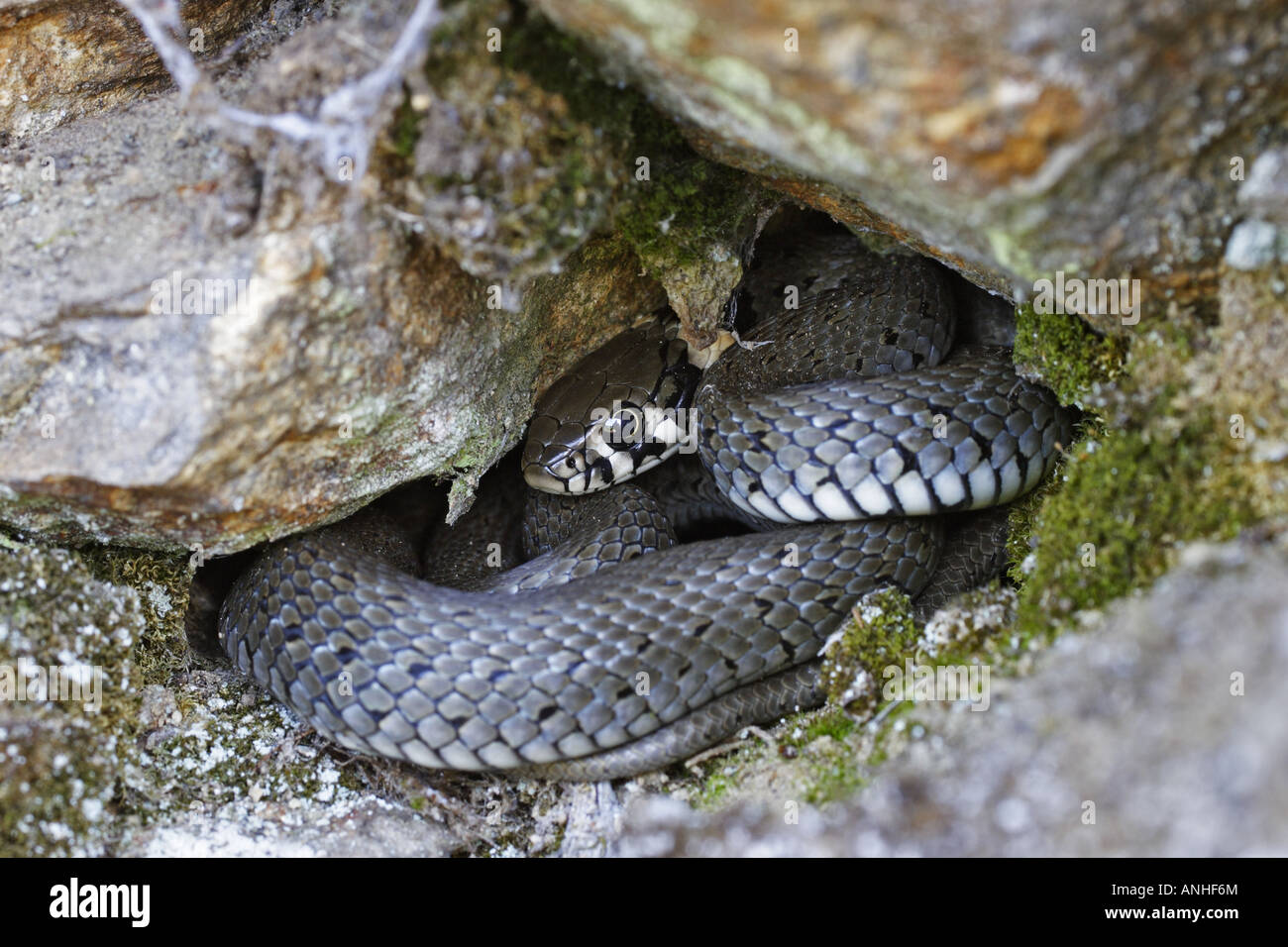 Ringelnatter natrix natrix Schlange snake natter Stock Photo - Alamy