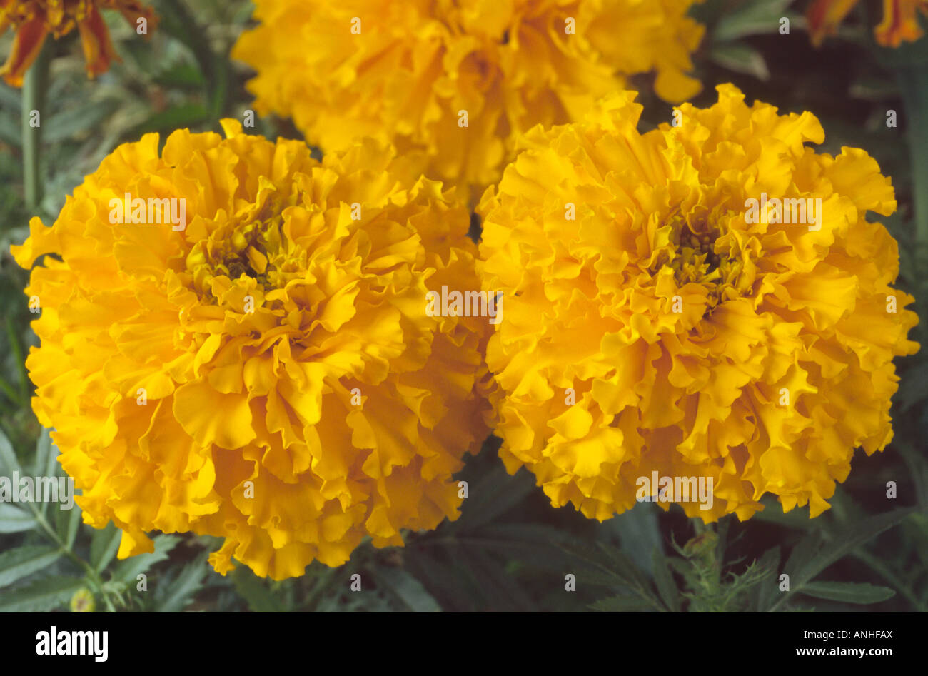 Tagetes erecta crackerjack mixed hi-res stock photography and images ...