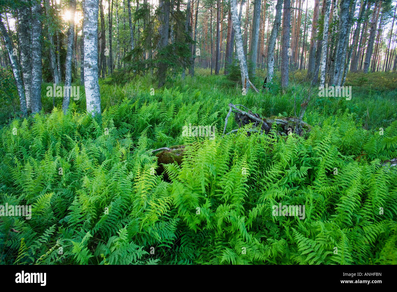 Marsh fern Stock Photo
