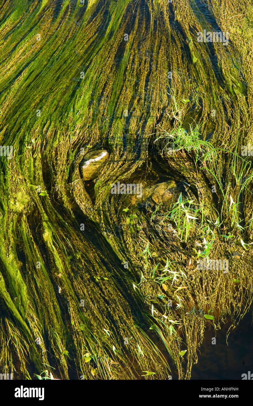 Water plants Stock Photo