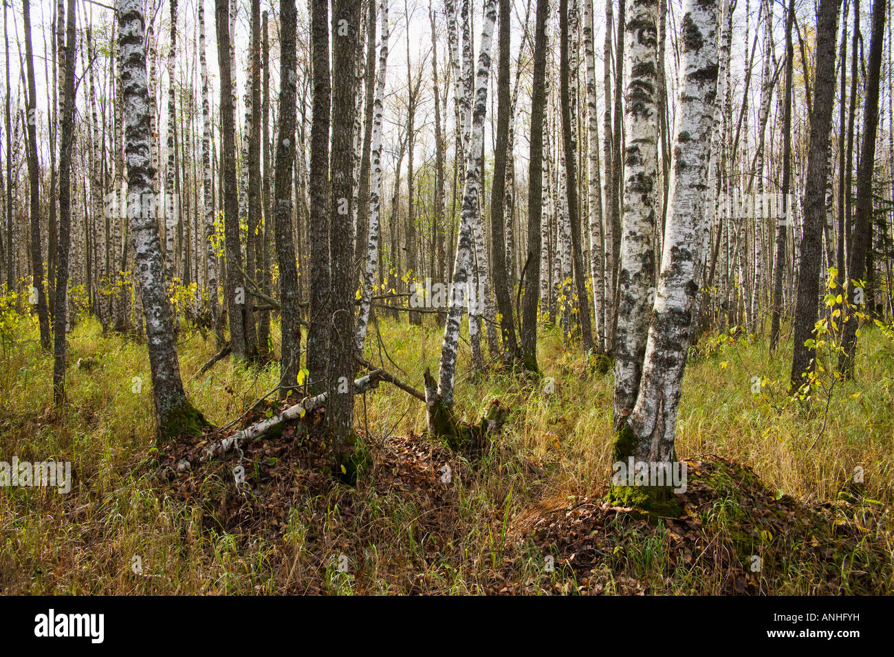 Black alder and birch woodland Stock Photo