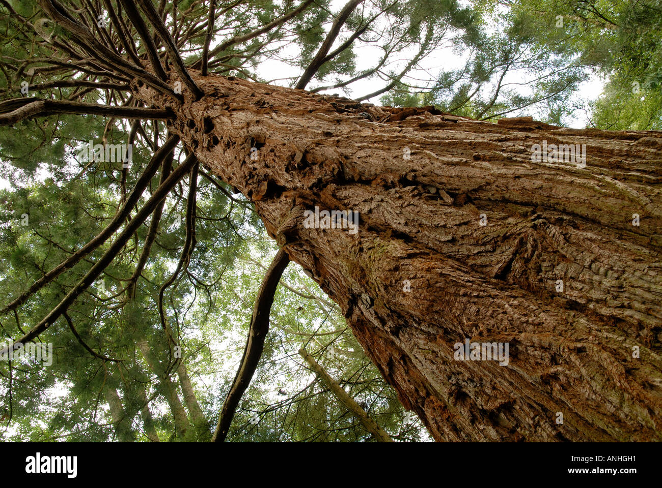 Giant Redwood growing in Cluny House Gardens, Scotland Stock Photo Alamy