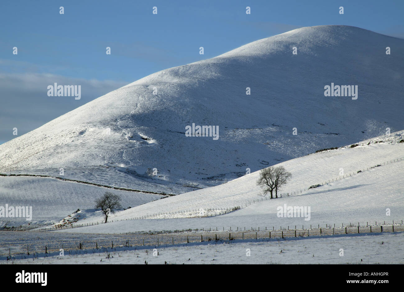 Snow covered Pentland Hills in winter with two trees Midlothian