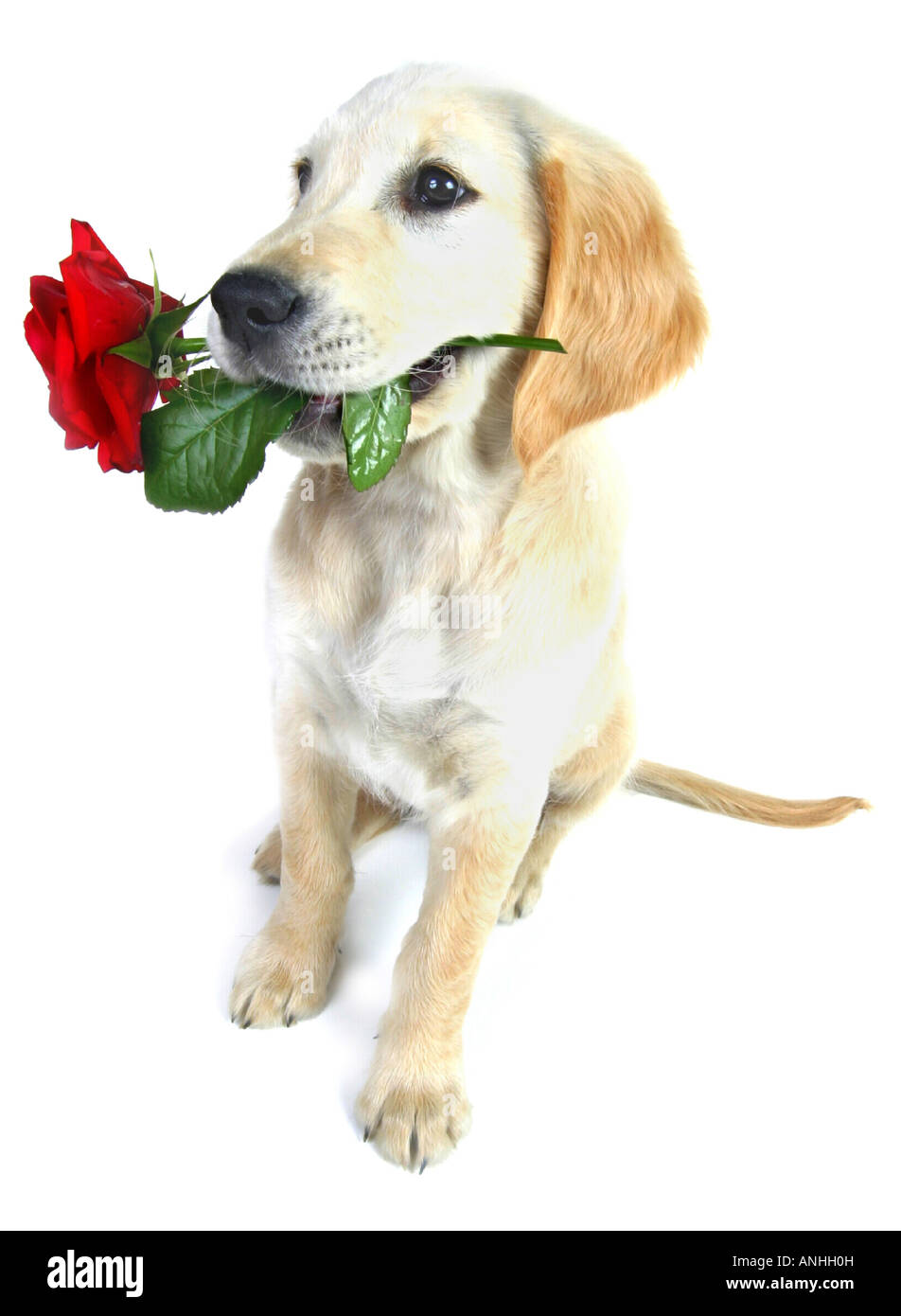 Golden Retriever Canis lupus f. familiaris whelp with red rose in his ...